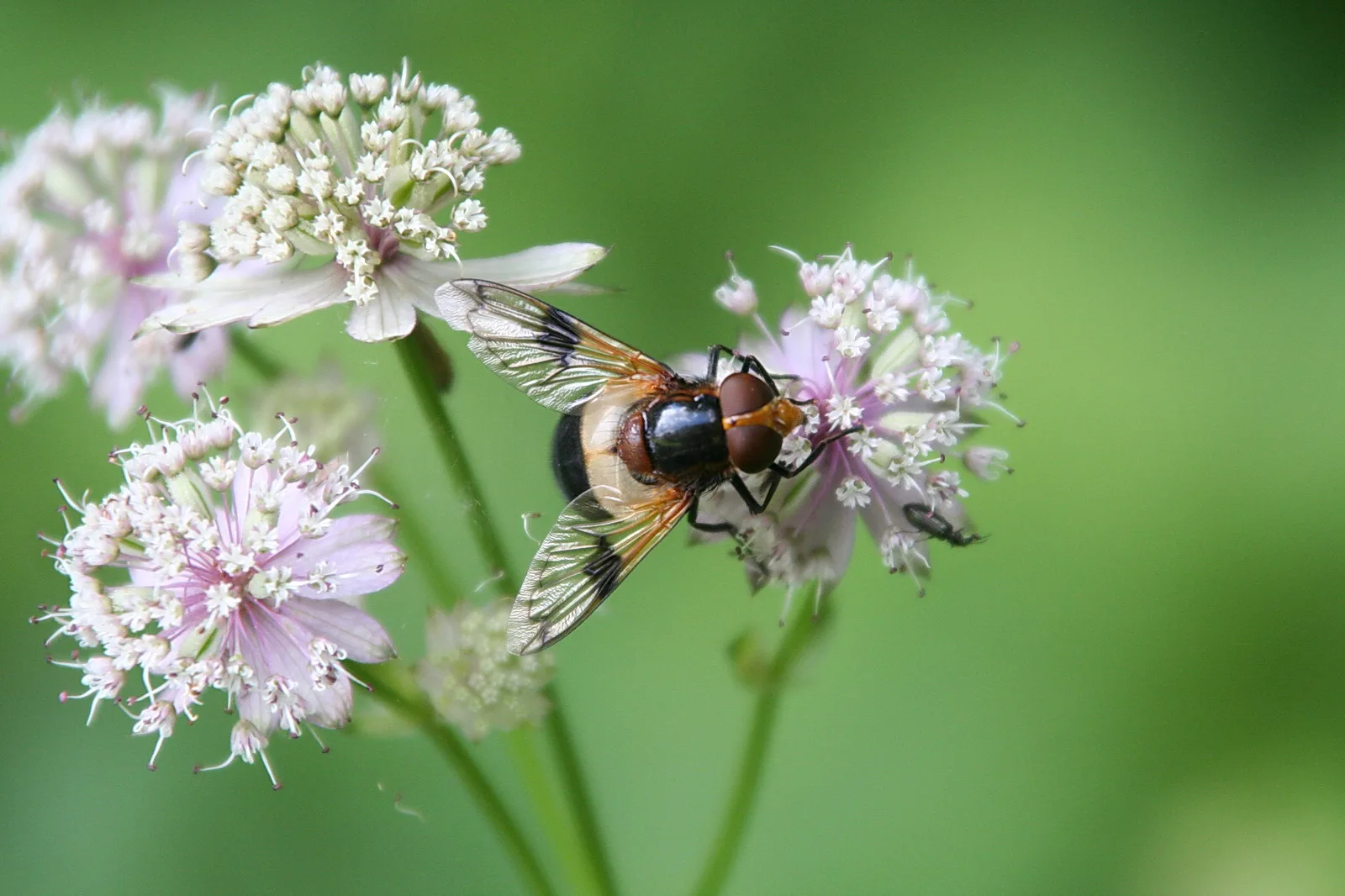 Eine Schwebfliege sitzt auf einer rosa-weißen Sterndoldenblüte vor grünem, unscharfem Hintergrund.