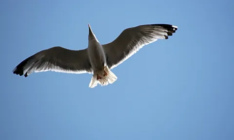 Eine Möwe mit ausgebreiteten Flügeln fliegt vor einem klaren blauen Himmel, fotografiert von unten.