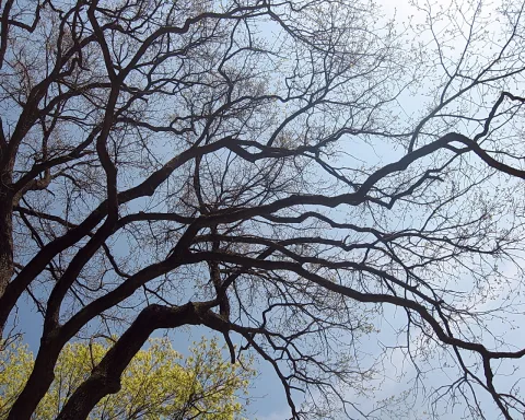 Dichtes Geflecht kahler, dunkler Äste eines Baumes, aufgenommen von unten gegen einen hellblauen Himmel mit wenigen Wolken; im unteren linken Eck leuchten frische gelbgrüne Blätter.