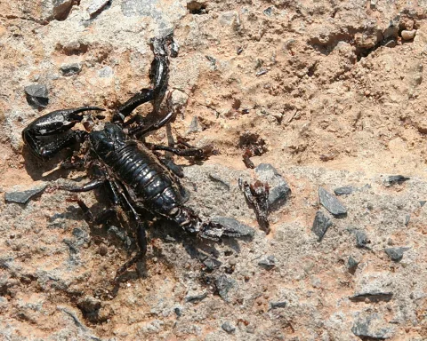 Schwarzer Skorpion mit erhobenen Scheren liegt auf einem hellen, steinigen Untergrund mit rötlichem Sand.