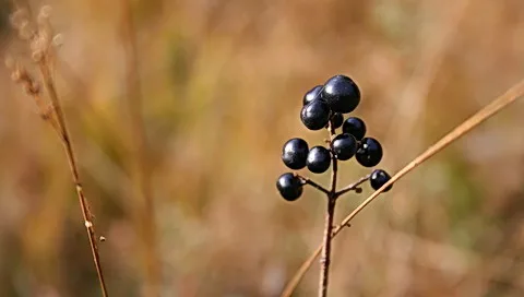 Mehrere glänzende schwarze Beeren hängen an einem dünnen Zweig vor unscharfem, orangebraunem Gras im Herbstlicht.
