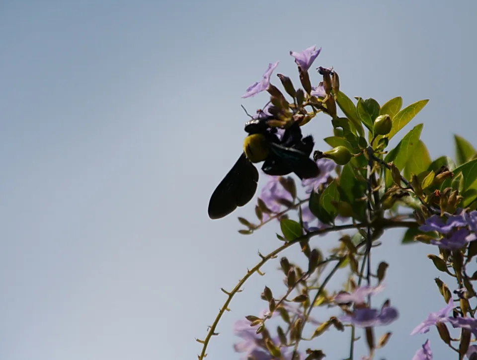 Eine schwarze Holzbiene sitzt an einem Zweig mit lila Blüten und grünen Knospen vor blassblauem Himmel.