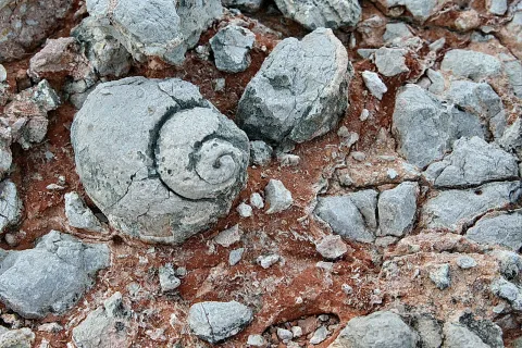 Nahaufnahme von grauen Gesteinsbrocken auf rötlichem Untergrund, im Zentrum eine fossile Schnecke mit sichtbar aufgerollter Gehäusespirale.