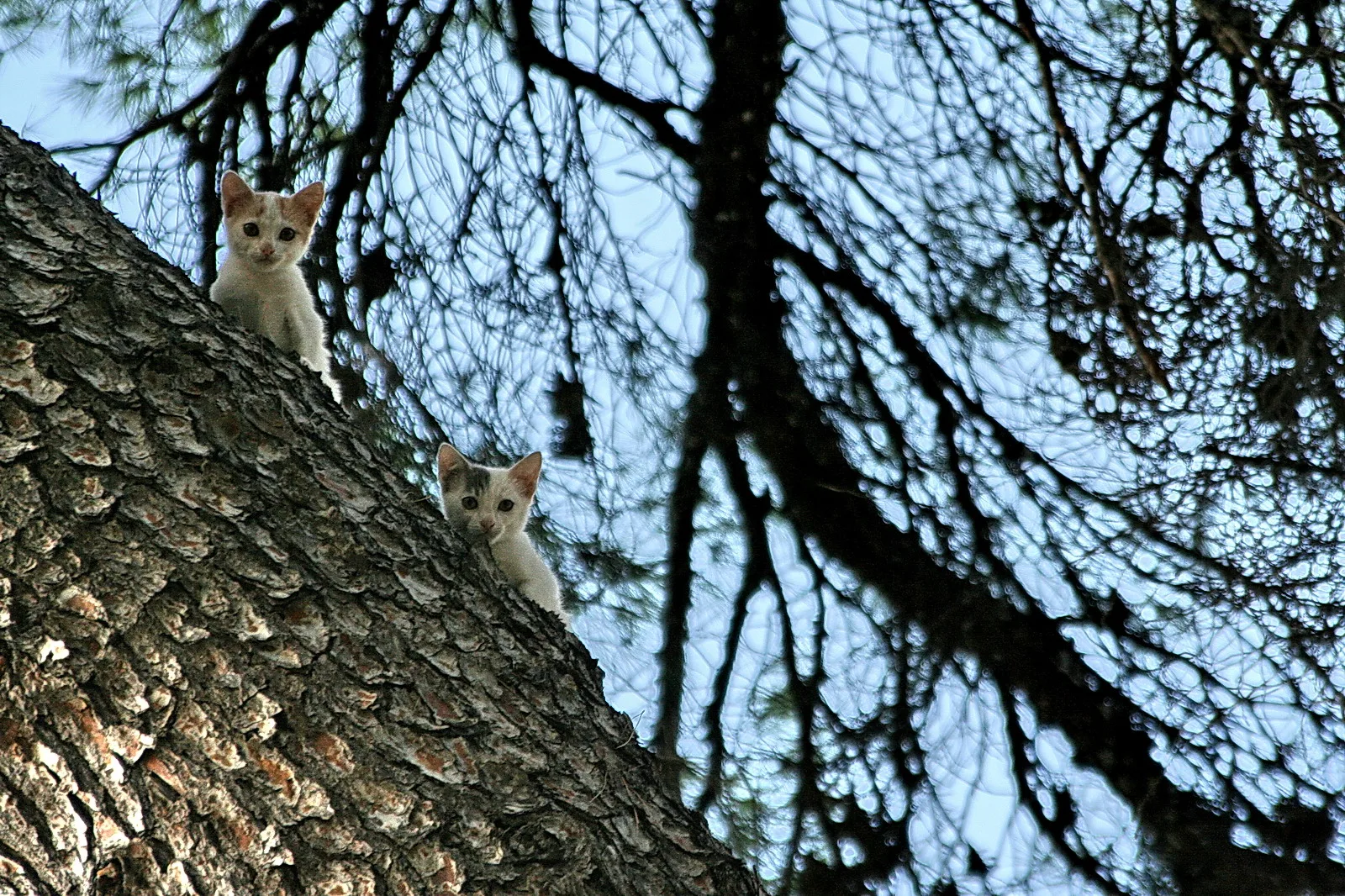Zwei kleine weiß-graue Katzenjunge schauen von einem Baumstamm herab, dahinter kahle Äste vor blauem Himmel.