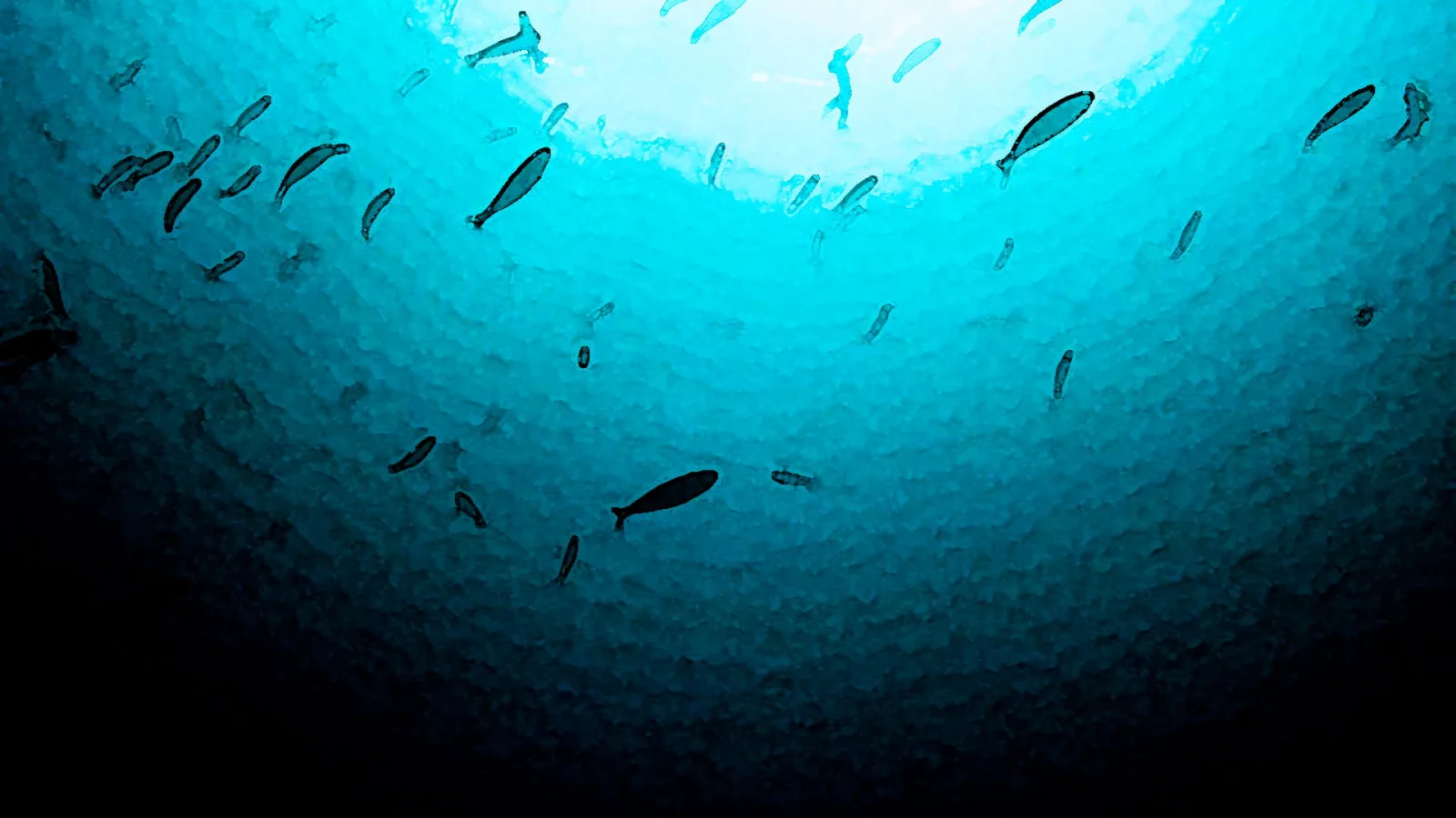 Unterwasseraufnahme mit einem Schwarm dunkler Fische, die vor einem hellen Wasserhorizont nach oben schwimmen, das Wasser geht nach unten in Dunkelheit über.