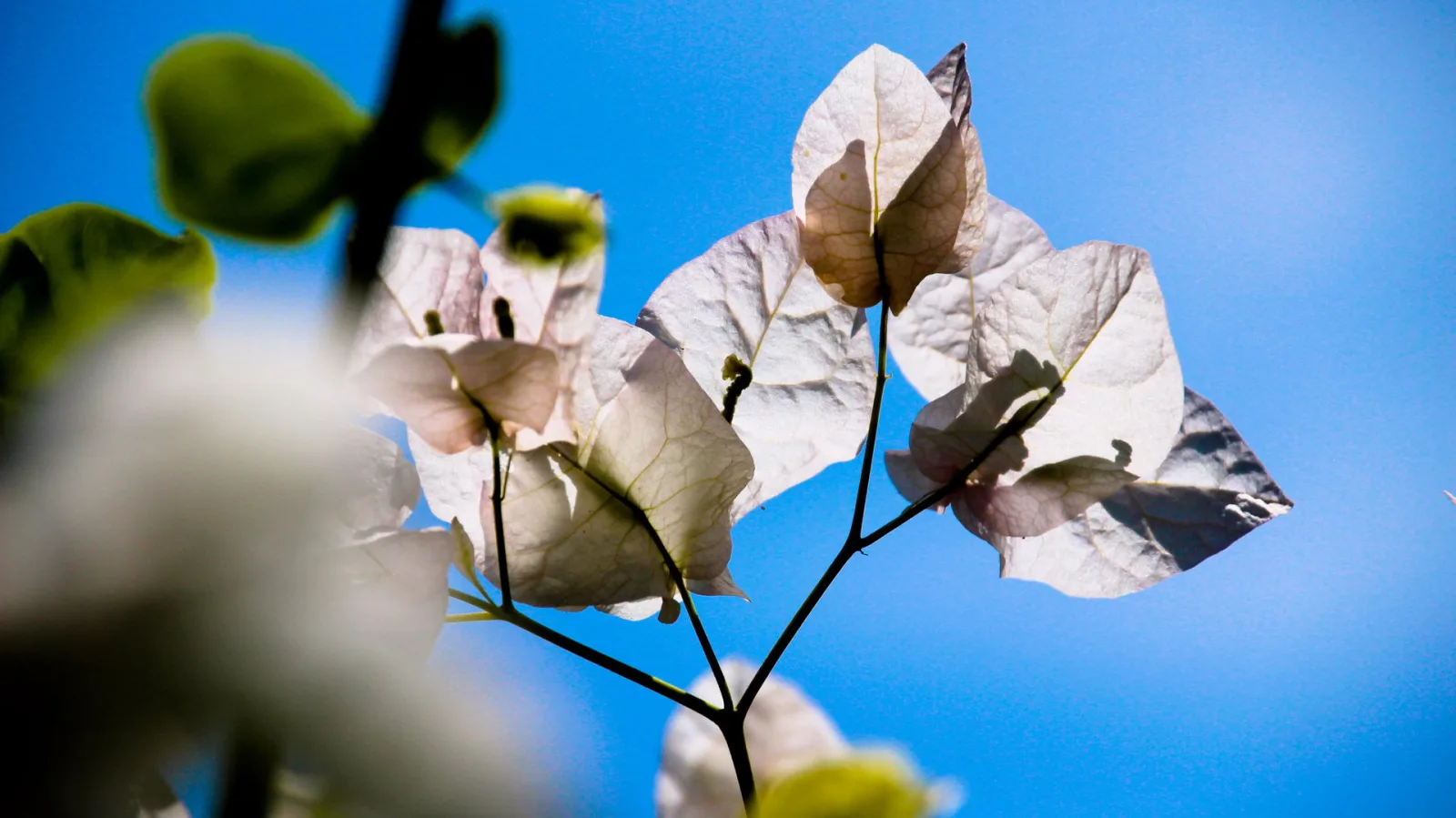 Zweig mit weißen, papierartigen Bougainvillea-Hochblättern vor leuchtend blauem Himmel, im Vordergrund unscharfe Blätter und Blüten.
