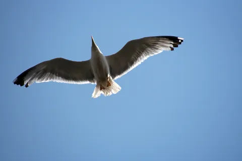 Eine weiße Möve mit grauen Flügeln und schwarzen Flügelspitzen fliegt von unten gesehen vor einem wolkenlosen blauen Himmel.