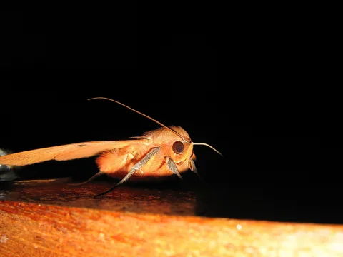Ein oranger Falter mit langen Fühlern sitzt auf einer Holzkante vor schwarzem Hintergrund, seitlich fotografiert.