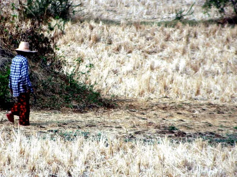 Ein Mann mit Strohhut und blau-weiß kariertem Hemd geht über ein abgeerntetes Feld mit trockenen Halmen.