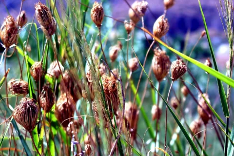 Braune, trockene Samenkapseln an dünnen Stielen zwischen grünen Grashalmen, im Hintergrund unscharfes Blau und Grün.