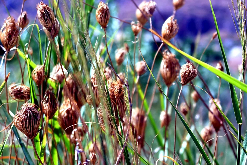 Braune, trockene Samenkapseln an dünnen Stielen zwischen grünen Grashalmen, im Hintergrund unscharfes Blau und Grün.