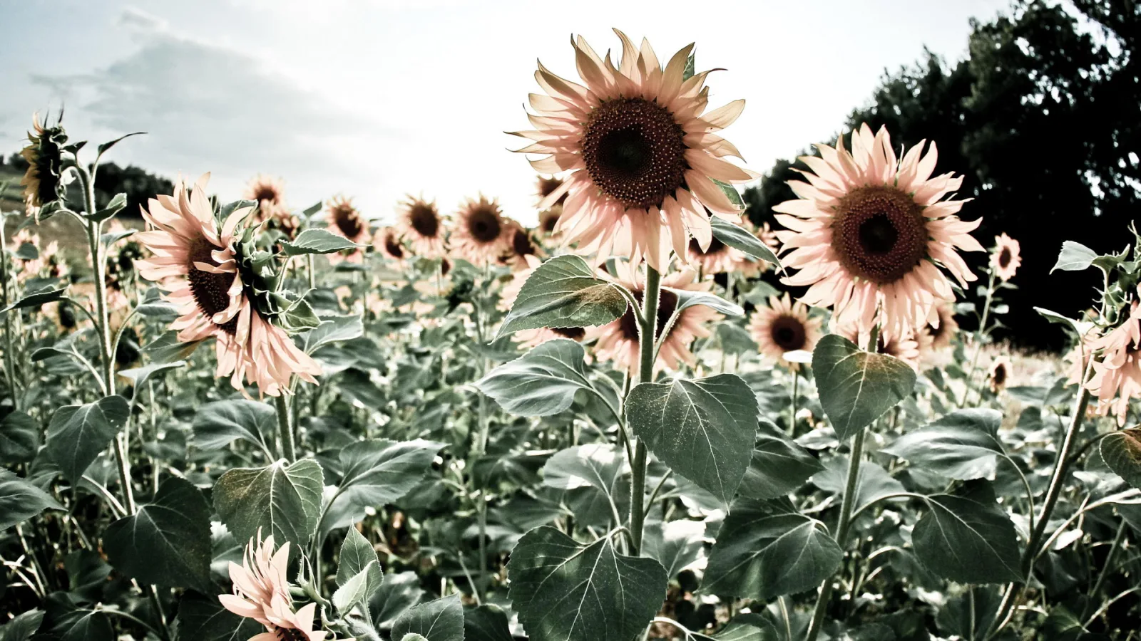 Blassrosa Sonnenblumen in einem grünen Feld, vorne große Blätter, dahinter Bäume und heller Himmel.