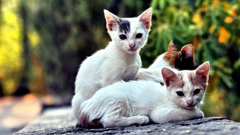 Drei junge Katzen auf einem grauen Steinvorsprung, eine weiße mit dunklem Fleck auf dem Kopf sitzt links, eine weiße mit rötlichen Flecken liegt vorne rechts und blickt in die Kamera, eine rotbraune Katze schaut von hinten herüber, im Hintergrund unscharfes Grün und Gelb.