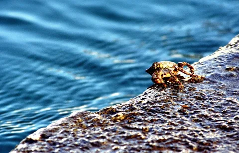Eine kleine braune Krabbe sitzt auf einem rauen, nassen Felsen am Wasser, rechts im Bild, während links blau gewelltes Meerwasser zu sehen ist.