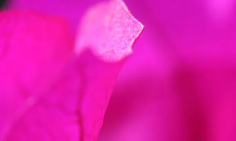 Nahaufnahme eines pinken Blütenblatts mit hellem, leicht schimmerndem Rand vor einem unscharfen magentafarbenen Hintergrund.