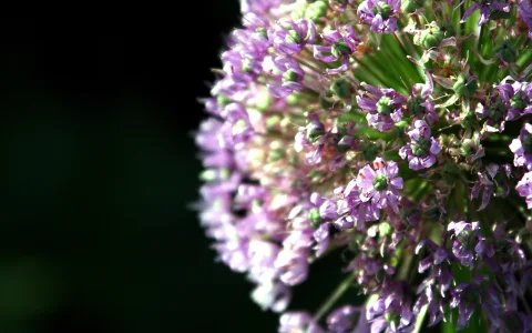 Nahaufnahme einer runden Zierlauch-Dolde mit lila Sternblüten vor schwarzem Hintergrund