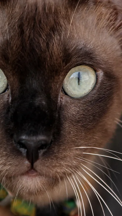 Nahaufnahme einer braunen Katze mit hellgrünen Augen und schmaler Pupille, Schnurrhaare im Vordergrund, Halsband unten links.