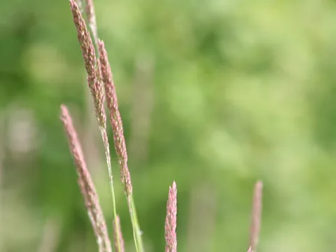 Mehrere schmale, rosafarbene Grasähren ragen von unten ins Bild, dahinter verschwimmt eine grüne Wiese in weichen Flächen.