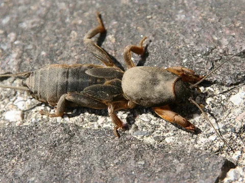 Eine braune Maulwurfsgrille liegt von oben gesehen auf einem grauen, körnigen Pflasterstein im Sonnenlicht, Fühler und Beine sind deutlich zu erkennen.