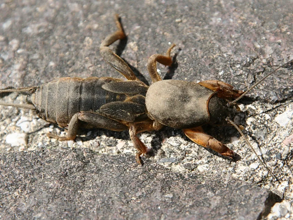 Eine braune Maulwurfsgrille liegt von oben gesehen auf einem grauen, körnigen Pflasterstein im Sonnenlicht, Fühler und Beine sind deutlich zu erkennen.