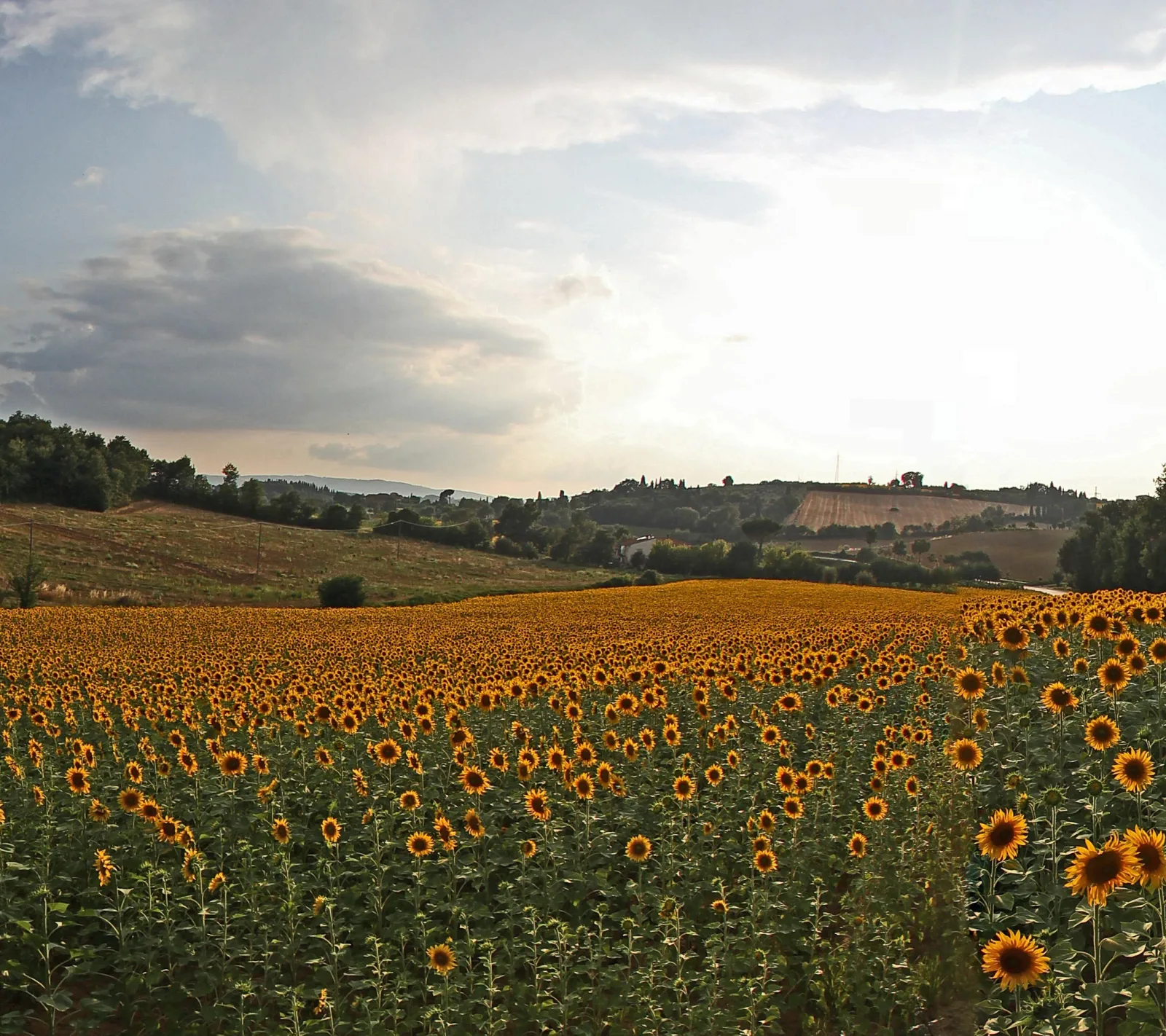 Weites Sonnenblumenfeld im Vordergrund, dahinter sanfte Hügel mit Bäumen und Feldern unter einem bewölkten Himmel am Abend.
