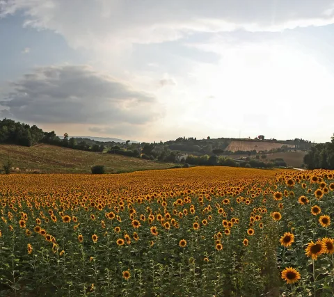 Weites Sonnenblumenfeld im Vordergrund, dahinter sanfte Hügel mit Bäumen und Feldern unter einem bewölkten Himmel am Abend.