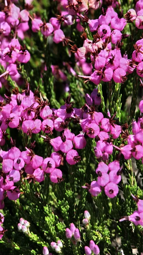 Dichte Büschel rosa Heideblüten mit dunkelgrünem Nadelgrün, im Vordergrund und Hintergrund verteilt.