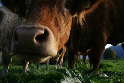 Braune Kuh mit feuchter Schnauze in Großaufnahme auf einer grünen Weide, im Hintergrund eine zweite Kuh und Berge