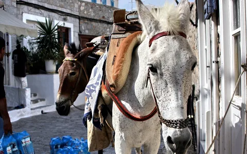 Weißer Esel mit Packsattel steht in einer gepflasterten Gasse, dahinter ein brauner Esel und blaue Wasserflaschen auf dem Boden.