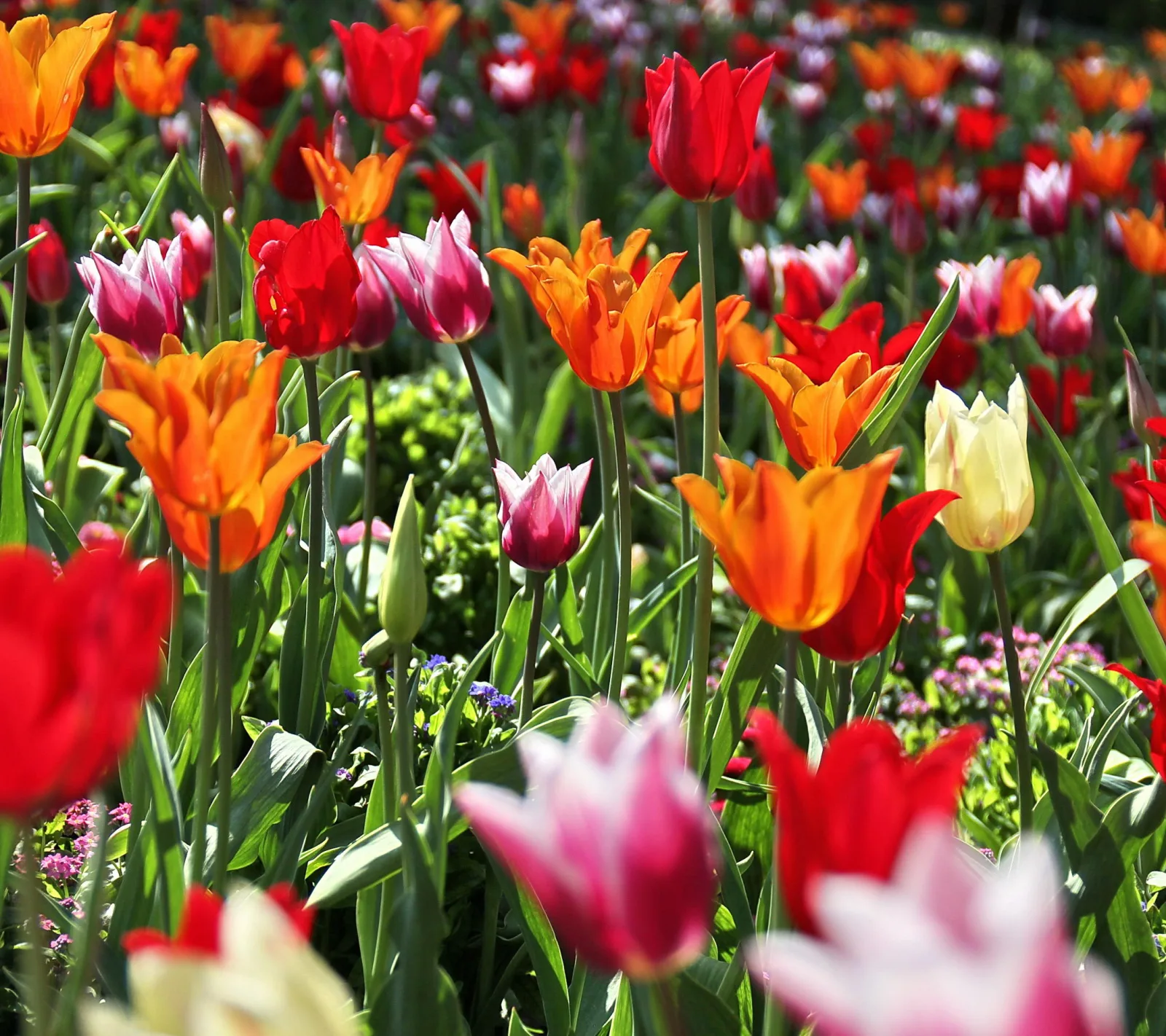 Ein dichtes Feld aus roten, orangefarbenen, rosa und weißen Tulpen mit grünen Stielen und Blättern im Sonnenlicht.