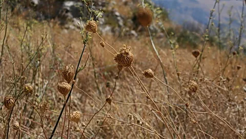 Vertrocknete Distelköpfe und dürres gelbbraunes Gras auf einer Wiese, im Hintergrund unscharfe Hügel