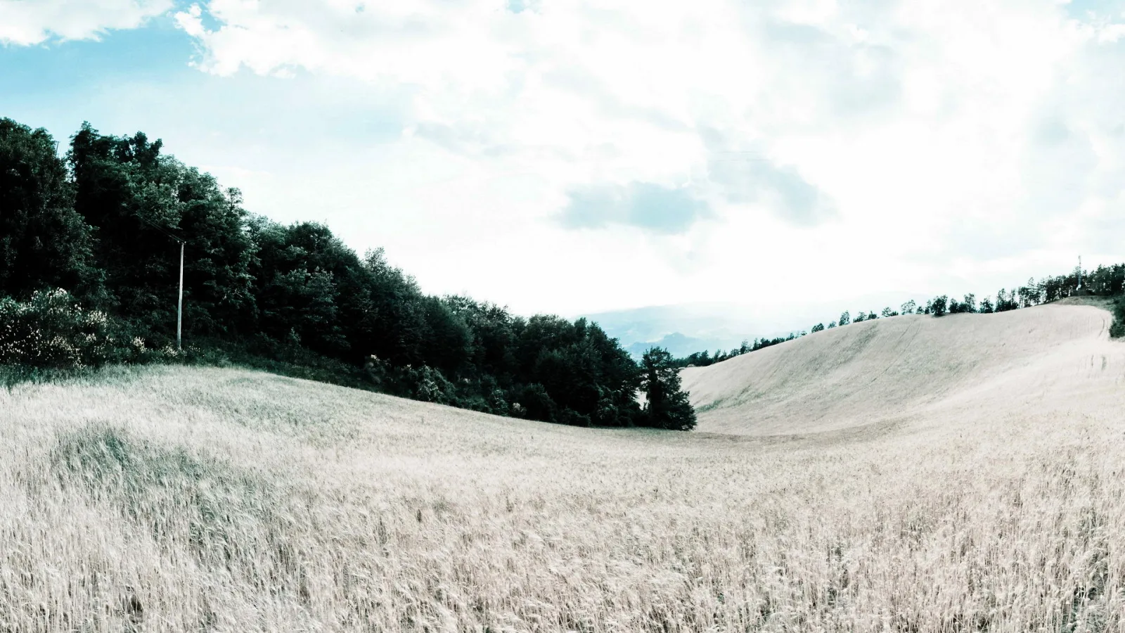 Weites Getreidefeld mit hellen Halmen, das über sanfte Hügel läuft. Links ein dichter Waldrand, darüber ein weiter Himmel mit Wolken.
