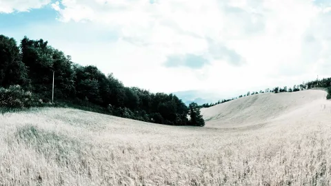 Weites Getreidefeld mit hellen Halmen, das über sanfte Hügel läuft. Links ein dichter Waldrand, darüber ein weiter Himmel mit Wolken.