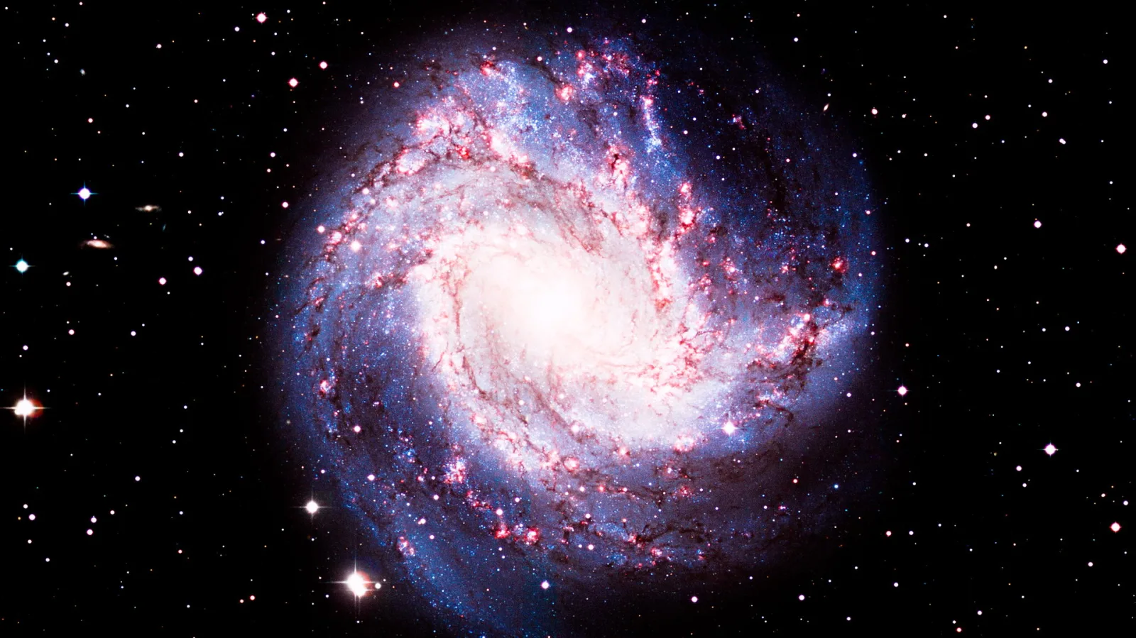 Eine leuchtende Spiralgalaxie mit blau-violetten Armen und rötlichen Sternentstehungsgebieten vor einem schwarzen Himmel voller Sterne.