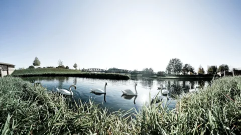 Mehrere weiße Schwäne schwimmen auf einem ruhigen Fluss, im Vordergrund hohes Gras, im Hintergrund eine Metallbrücke und Bäume unter klarem Himmel.