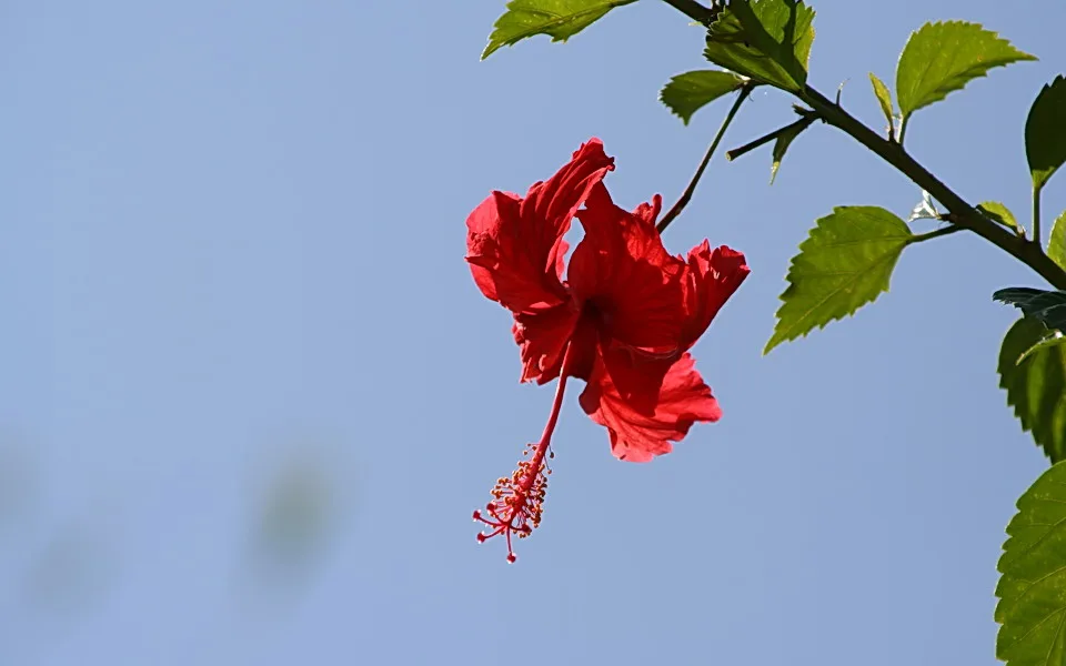 Rote Hibiskusblüte mit langem Staubgefäß und rotem Stempel an einem grünen Zweig, im Hintergrund blauer Himmel