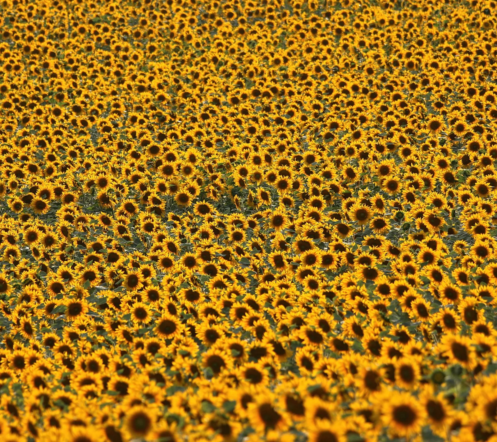 Dichtes Feld aus Sonnenblumen mit gelben Blütenblättern und dunklen Blütenmitten, fotografiert aus leicht erhöhter Perspektive.