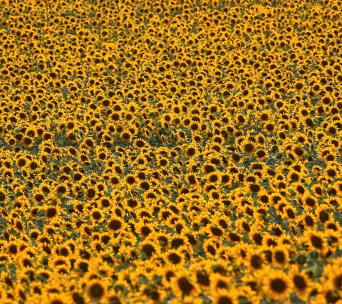 Dichtes Feld aus Sonnenblumen mit gelben Blütenblättern und dunklen Blütenmitten, fotografiert aus leicht erhöhter Perspektive.