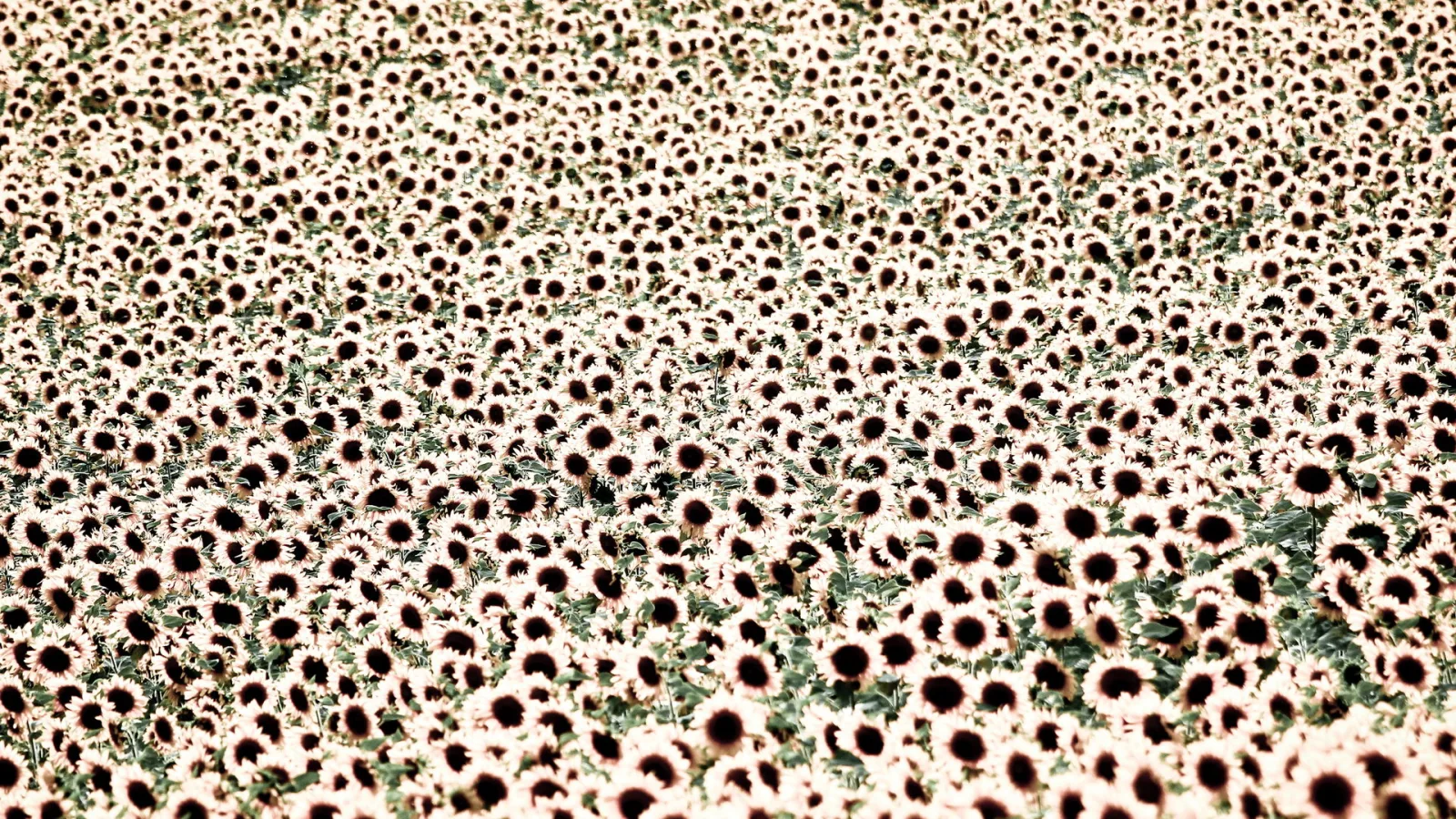 Ein dichtes Feld aus Sonnenblumen mit dunklen Blütenmitten und hellen Blütenblättern, dazwischen grüne Blätter, von oben schräg fotografiert.
