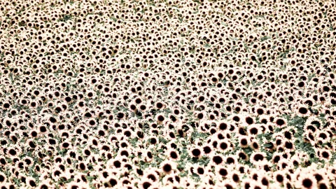 Ein dichtes Feld aus Sonnenblumen mit dunklen Blütenmitten und hellen Blütenblättern, dazwischen grüne Blätter, von oben schräg fotografiert.