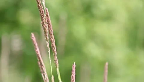 Mehrere braunrosa Grasrispen ragen von unten ins Bild, der Hintergrund ist durch geringe Schärfentiefe grün verschwommen.