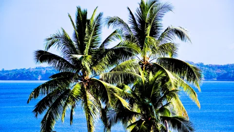 Mehrere grüne Palmen im Vordergrund vor blauem Meer, dahinter bewaldete Hügel unter klarem Himmel.