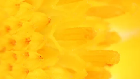 Makroaufnahme dicht stehender gelber Blütenstempel einer Blume, rechts ein unscharfer gelber Hintergrund