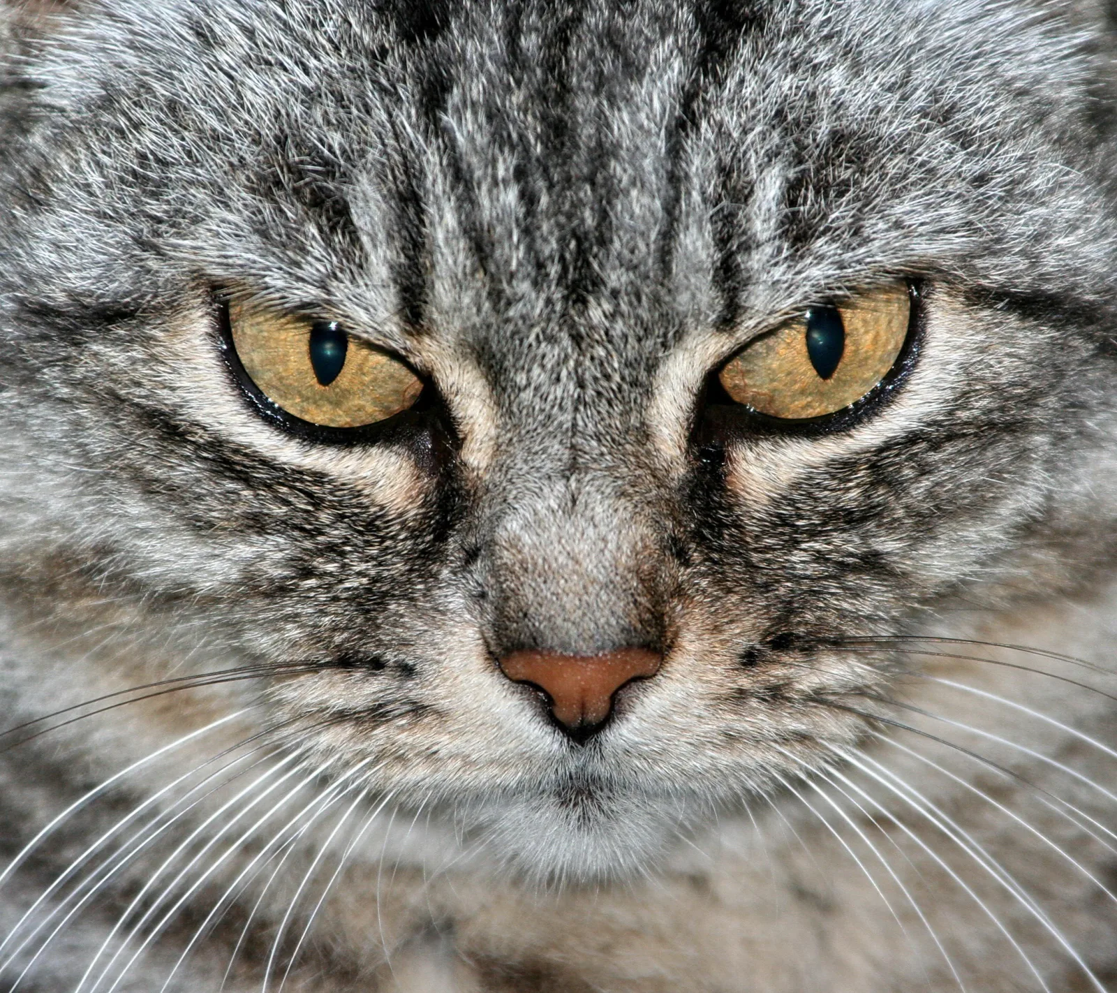 Nahaufnahme des Gesichts einer grau getigerten Katze mit bernsteinfarbenen Augen und langen Schnurrhaaren.