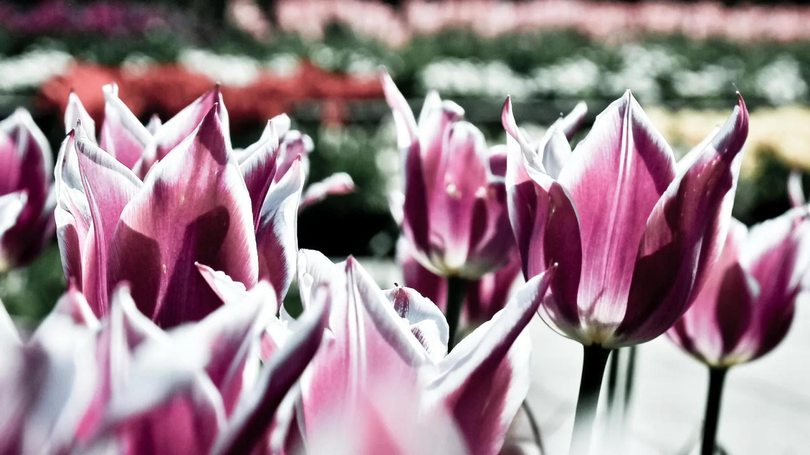 Mehrere rosa-weiß gestreifte Tulpen mit dunklen Stielen stehen im Vordergrund, dahinter verschwimmen weitere Beete mit Tulpen in Rot, Weiß und Rosa.