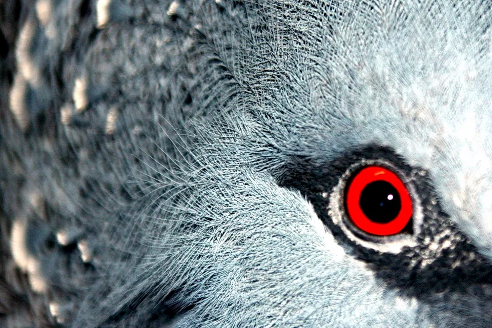 Extreme Nahaufnahme von blaugrauem Vogelgefieder mit einem leuchtend roten Auge in der rechten Bildhälfte.