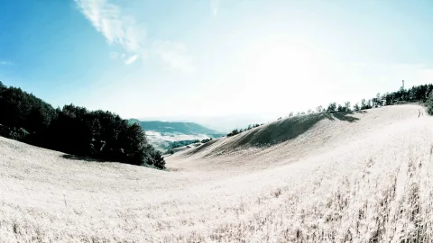 Panoramablick auf sanft gewellte, helle Graslandschaft mit einer dunklen Baumgruppe links, einem Tal mit Dunst im Mittelgrund und blauem Himmel mit Sonnenlicht oben.