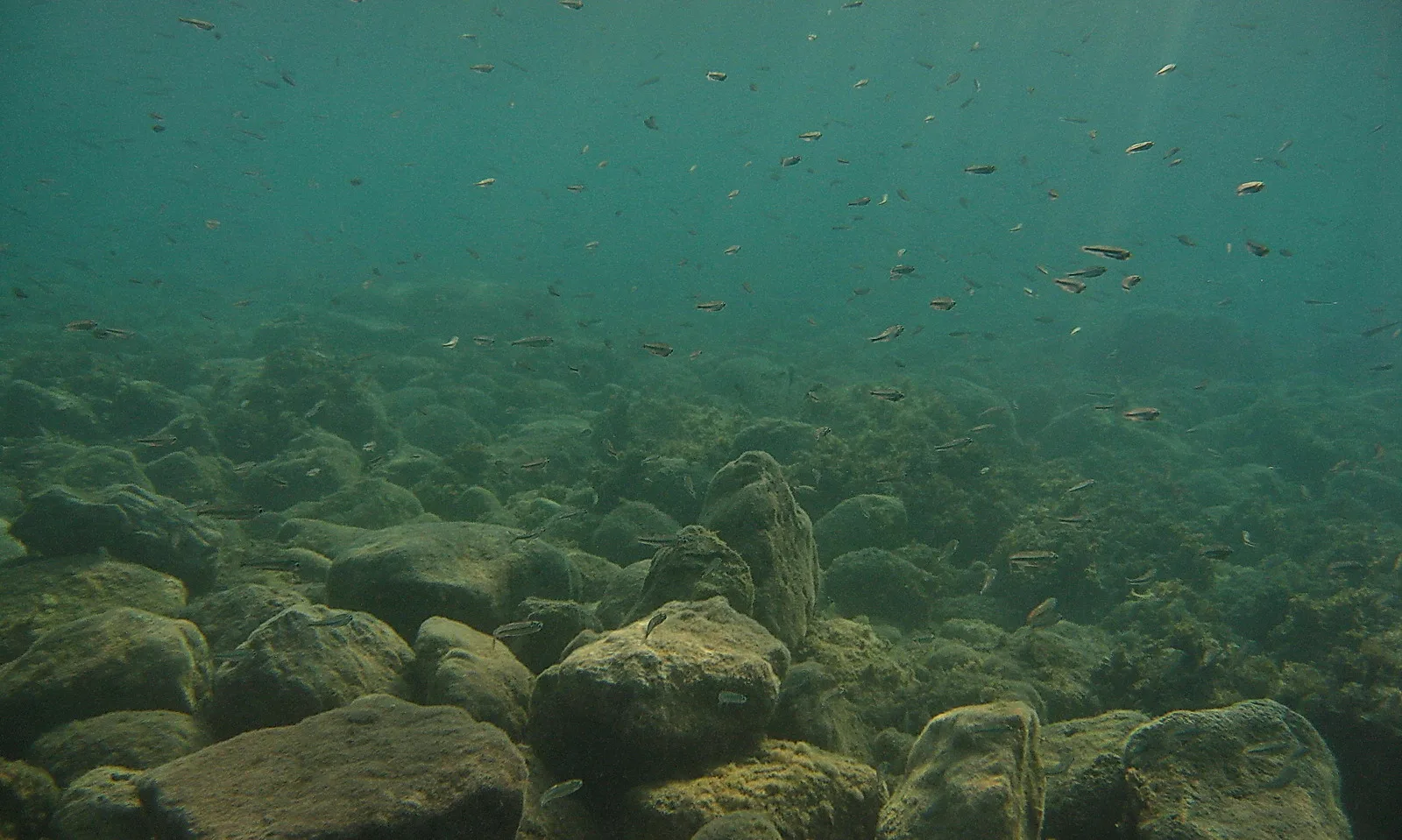 Unterwasseraufnahme eines felsigen Meeresbodens mit großen Steinen, darüber schwimmt ein Schwarm kleiner Fische in türkisfarbenem Wasser, von oben fallen Lichtstrahlen ein.