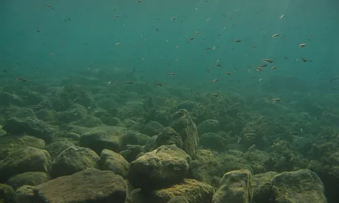 Unterwasseraufnahme eines felsigen Meeresbodens mit großen Steinen, darüber schwimmt ein Schwarm kleiner Fische in türkisfarbenem Wasser, von oben fallen Lichtstrahlen ein.