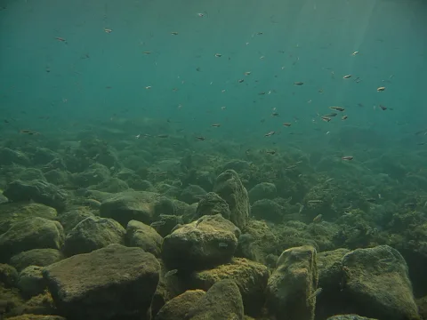 Unterwasseraufnahme eines Meeresgrunds mit moosbewachsenen Felsbrocken, darüber ein Schwarm kleiner Fische im türkisfarbenen Wasser, von oben fällt Sonnenlicht ein.